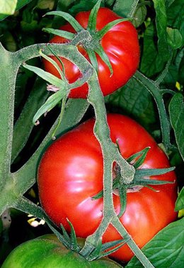 Tomatera, tomates