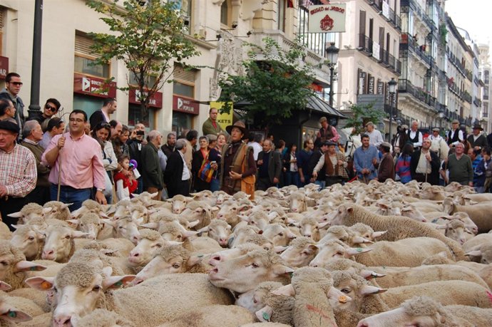 LAS OVEJAS DE LA SERENA CRUZARÁN MADRID