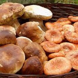 Setas recogidas en la SIerra