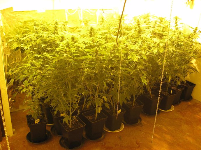 Plantación de marihuana en Málaga