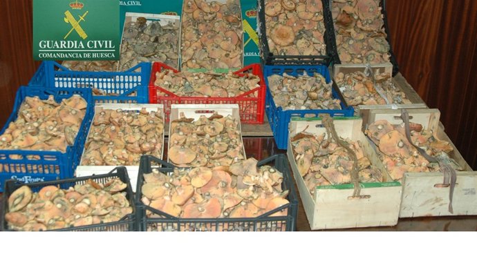 Setas incautadas en la Operación 'Boletus'