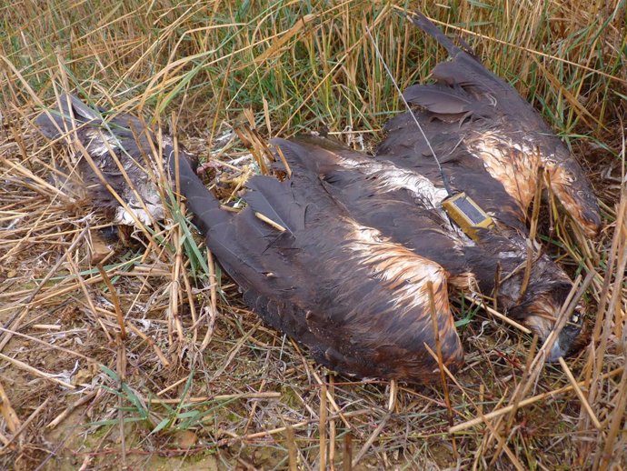 Aguilucho lagunero encontrado muerto por veneno 