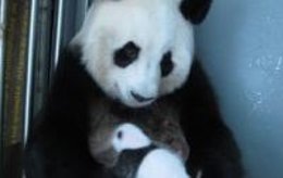  Hua Zui Ba, con una de sus crías en el Zoo Aquiarium de Madrid