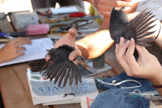 Anillamiento científico de aves en el Campus de Espinardo