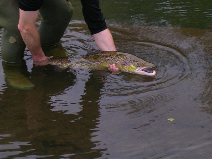 Salmón en el río Urumea.