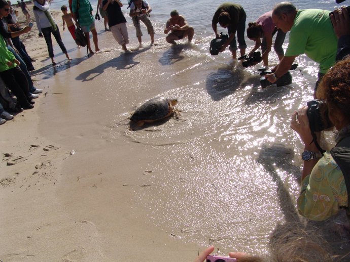Suelta de tortugas en es Trenc