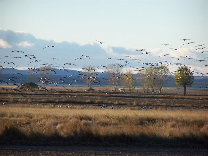 Las grullas en Gallocanta