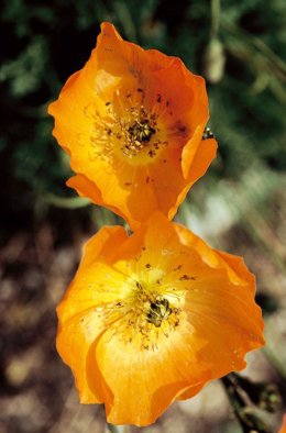Amapola california