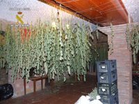 Intervenidas 600 plantas y más de 30 kilos de marihuana y detenidas seis personas en Enix