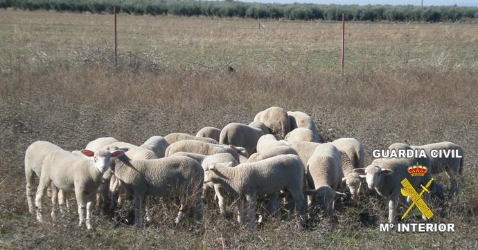 Borregos recuperados