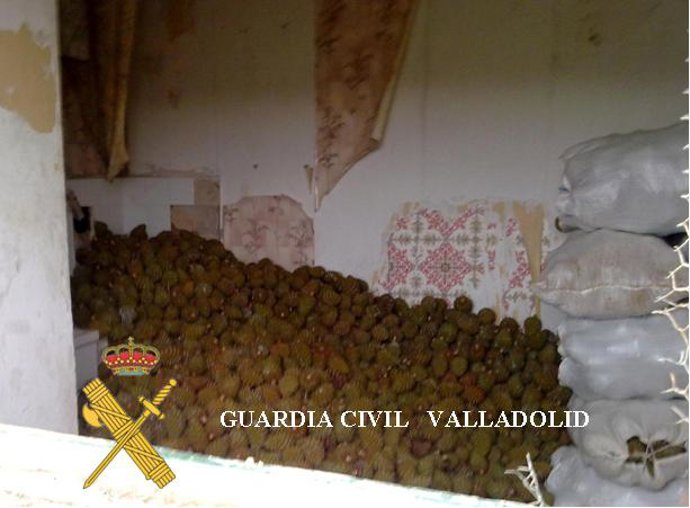 Imagen de las piñas incautadas