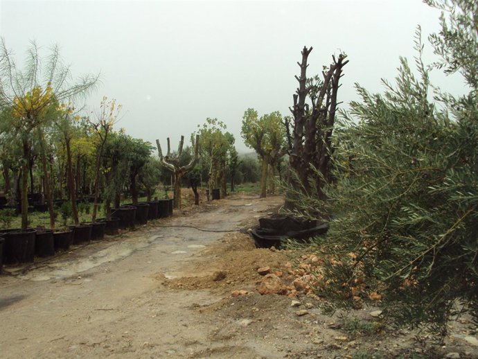 Ayuntamien.Gabinete Ación. Fot De La Plaa María En Municipal