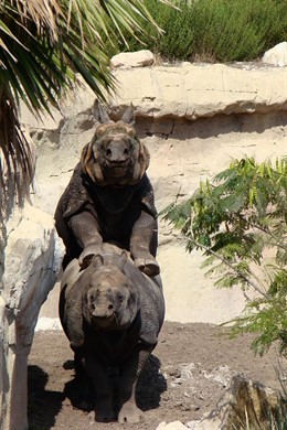 Rinocerontes en Terra Natura Benidorm