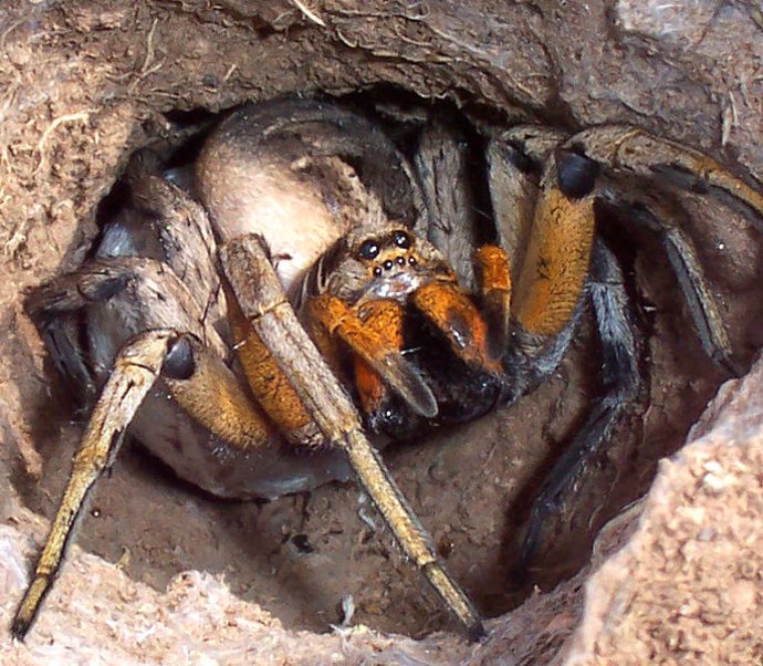 Tarántula