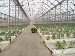 Imagen de un invernadero de cultivo de tomate en la Región de Murcia