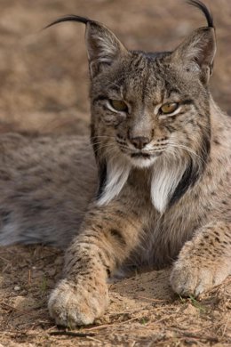 Ejemplar de lince