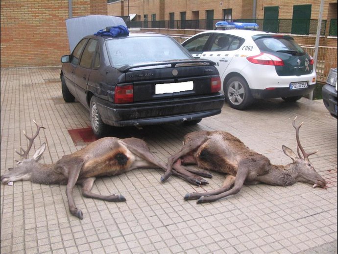 Los venados que los detenidos llevaban en el maletero