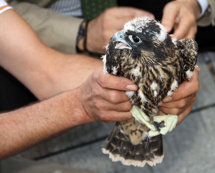 Halcón, pájaro, ave