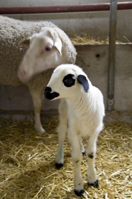 Nace Numantino, El Primer Cordero De Una Raza En Peligro De Extinción A Partir D