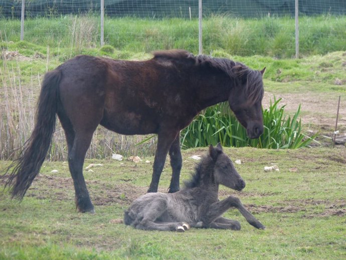 Caballos losinos