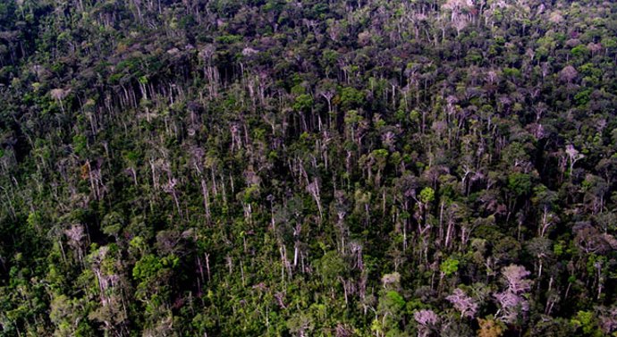 Bosque del Amazonas