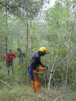 Operario trabajando en un bosque