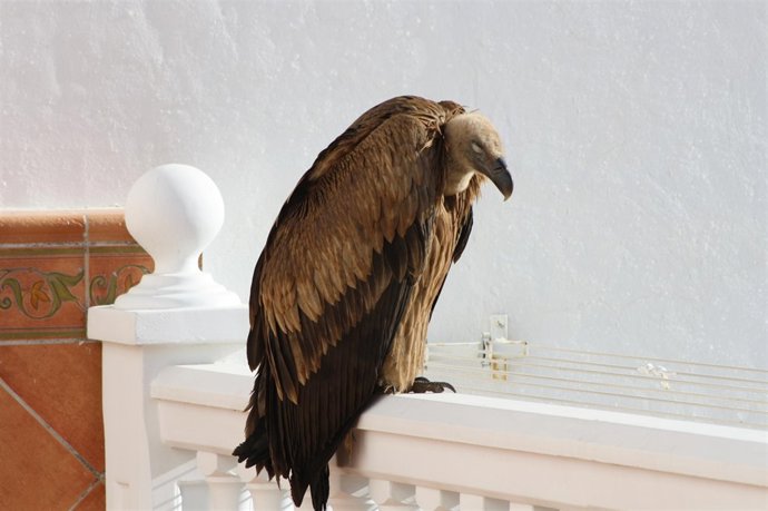 El buitre fue localizado en la terraza de una vivienda de Málaga