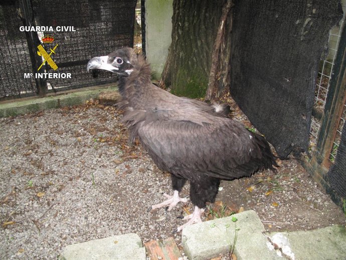 Buitre negro recuperado en San Roque