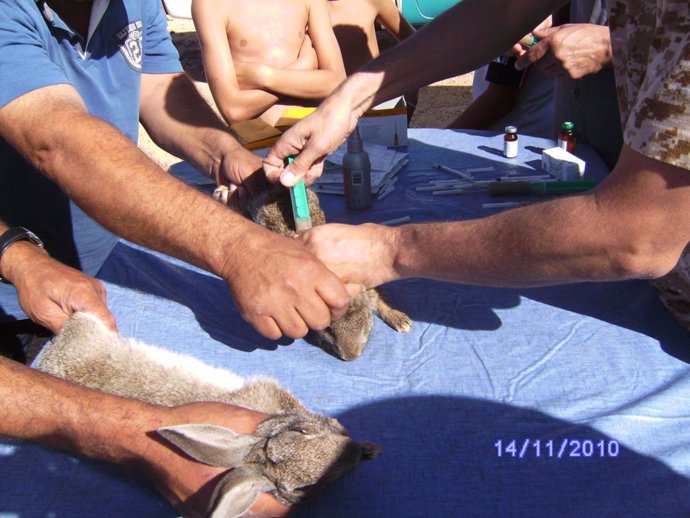 1.025 Conejos Silvestres Fueron Capturados, Vacunados Y Devueltos Al Medio En La