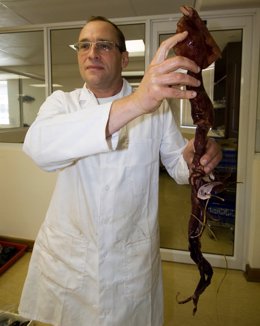 Vladimir Laptikhovsky muestra la nueva especie de calamar