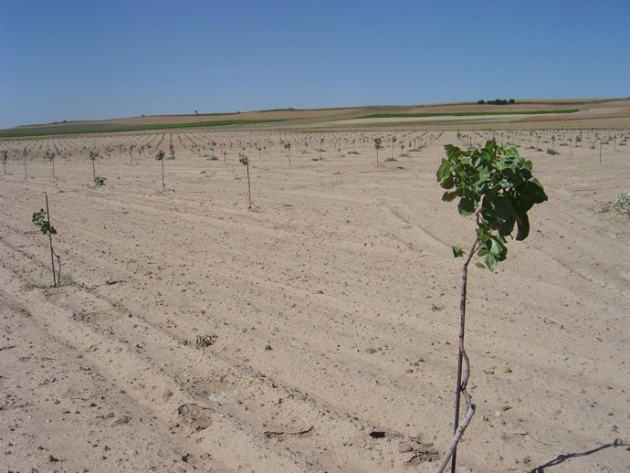 CASTILLA Y LEÓN ACOGE LA PRIMERA PLANTACIÓN EXPERIMENTAL ECOLÓGICA DE PISTACHO
