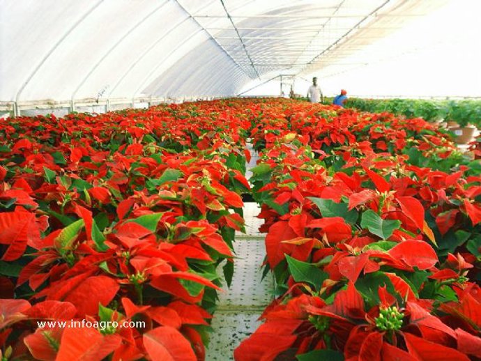 Imagen de invernadero con pascueros