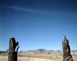 Blue bird de Jean-Luc Lylayne 