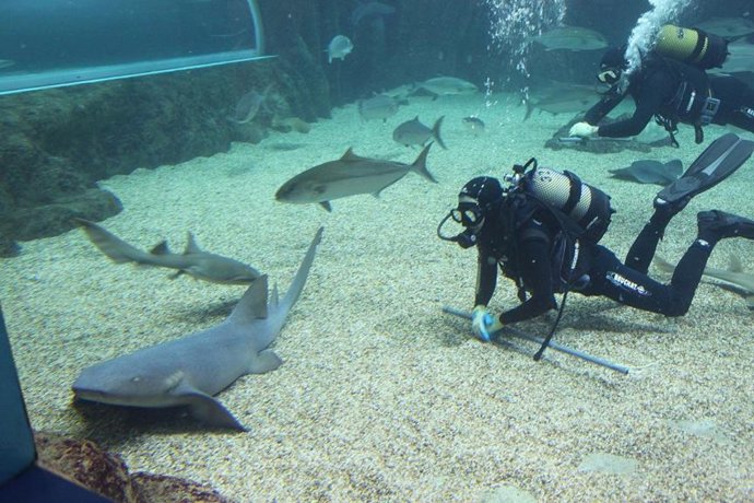 Nota De Prensa: Presentación Tiburón Nodriza