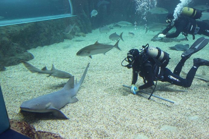 Nota De Prensa: Presentación Tiburón Nodriza