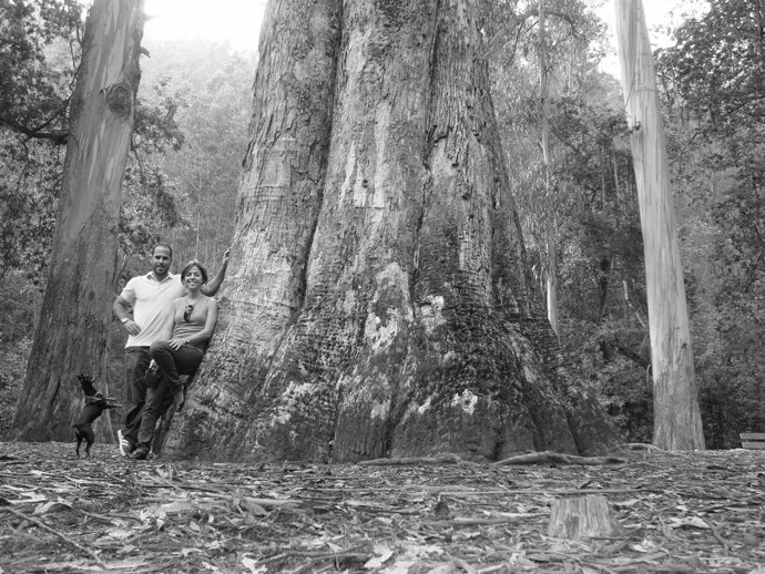 El 'Abuelo de Chavín' es el eucalipto más alto de Europa
