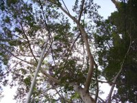 Expertos forestales y ecologistas rechazan frontalmente que España venda sus bosques estatales como hará Reino Unido