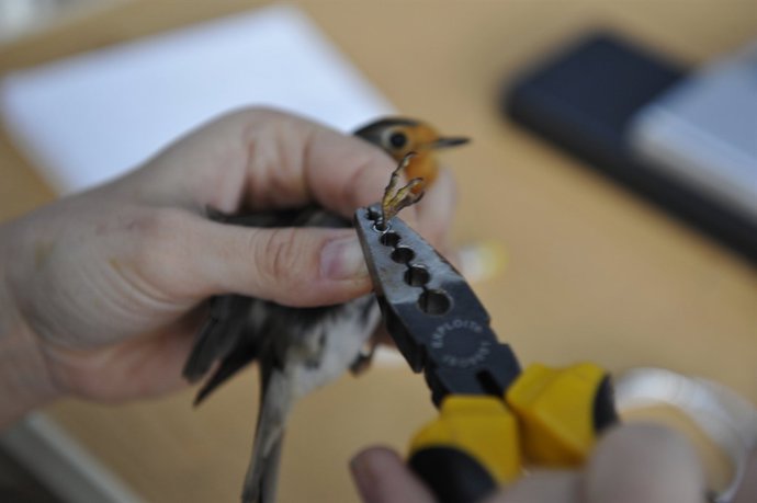 CEPSA. COMUNICADO DE PRENSA