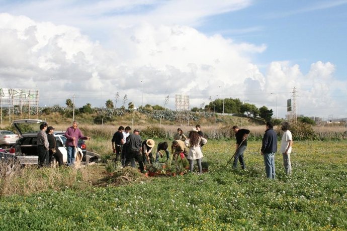 Plataforma Son Bordoy sembrando