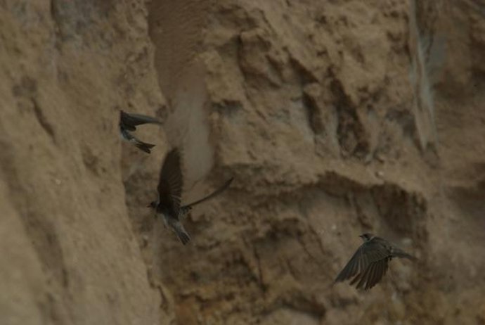 Ejemplares de avión zapador