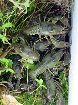 Imagen de cangrejos de río autóctono, especie en peligro de extinción en Navarra