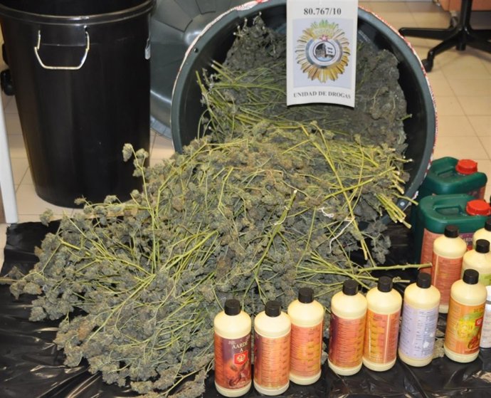 Np Desmantelada Vivienda CULTIVO MARIHUANA