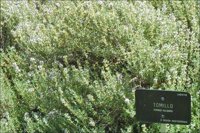 Tomillo, pimentón o pimienta pueden propiciar los antioxidantes