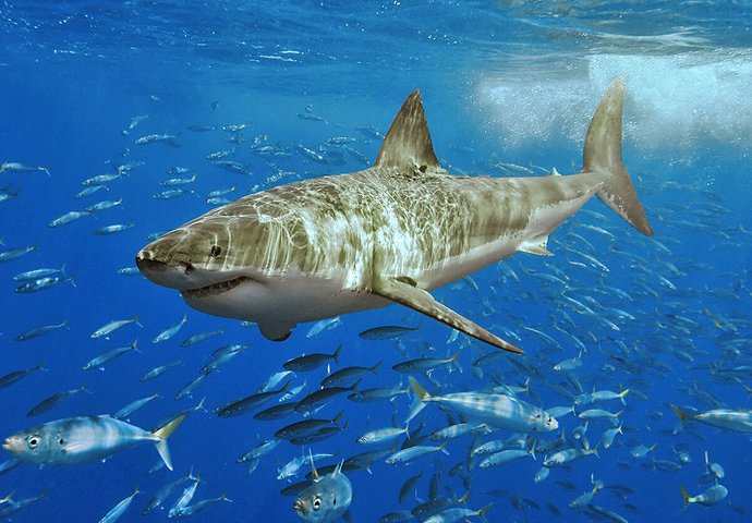 tiburón gris