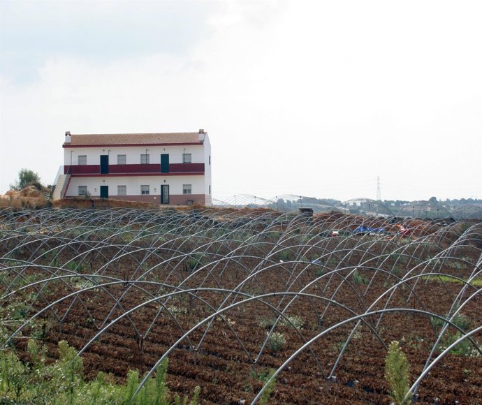 Plantaciones de fresas en Huelva