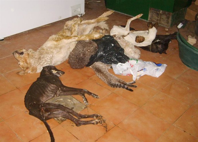 Imagen de perros afectados