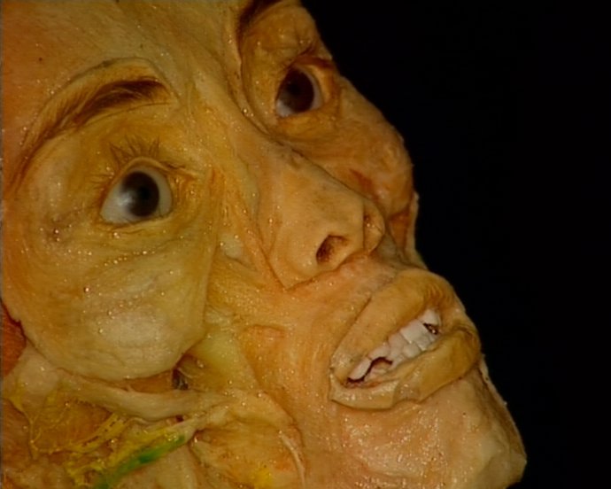 Badajoz reune en una muestra anatómica doce cadáveres humanos y más de cien órga