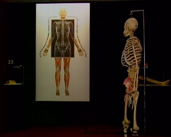 Badajoz reune en una muestra anatómica doce cadáveres humanos y más de cien órga