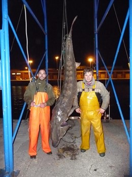 Nota: Un Esturión En La Costa Gijonesa, El Primero Desde Hace 34 Años