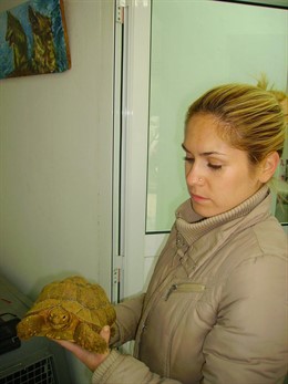 El parque de naturaleza Terra Natura Murcia recibe la llegada de dos nuevas tort